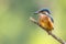 European Kingfisher perched on stick