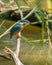 European Kingfisher with prey