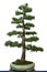 European larch as bonsai tree