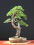 European larch bonsai