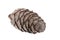 European larch cone