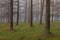 European larch forest