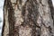 European Larch larix decidua bark. close up