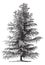 European larch Larix Europaea or Larix decidua, vintage engraving