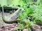 European legless lizard ,( Ophisaurus apodus ), sheltopusik can reach a length of 135 cm