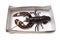 European lobster in box