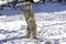 European Lynx or Eurasian Lynx, felis lynx, Adult on Snow standing on Hind Legs