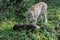 European Lynx, felis lynx, Adult with a Kill, a Roe Deer