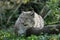 European Lynx, felis lynx with a Kill, a Roe Deer