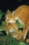 European Lynx, felis lynx, Mother Licking Cub