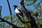 European Magpie