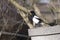 European magpie