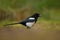 European Magpie or Common Magpie, Pica pica, black and white bird with long tail, in the nature habitat, clear background, Germany