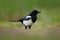 European Magpie or Common Magpie, Pica pica, black and white bird with long tail, in the nature habitat, clear background, Germany