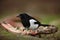 European Magpie or Common Magpie, Pica pica, black and white bird with long tail, in the nature habitat, feeding bloody rib, Germa
