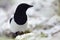 European Magpie or Common Magpie, Pica pica, black and white bird with long tail, in the nature habitat, winter scene with snow