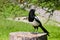 European Magpie Perched on Log with Food