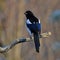 European magpie, Pica pica