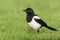 European Magpie (pica pica)