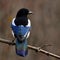 European magpie, Pica pica on backside