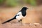 European Magpie - Pica pica, common black and white perching bird