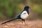 European Magpie - Pica pica, common black and white perching bird