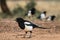 European Magpie - Pica pica, common black and white perching bird