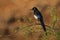 European Magpie - Pica pica or common magpie is a resident breeding black and white bird throughout the northern part of the