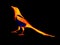 European magpie Pica pica in scientific high-tech thermal imager