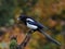 European magpie, Pica pica, sitting in rain