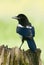 European Magpies (pica pica) perched on tree stump