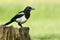 European Magpies (pica pica) perched on tree stump