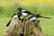 European Magpies (pica pica) on tree stump
