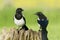 European Magpies (pica pica) on tree stump