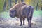 European male bison gazing backwards