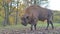 European male bison walking