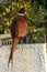 European male pheasant posing