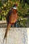 European male pheasant posing