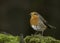 A European Male Robin