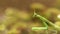 European Mantis or Praying Mantis, Mantis religiose
