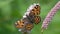 European Map Butterfly Araschnia levana is on the European bistort Bistorta officinalis flower