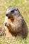 European marmot