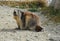 European Marmot