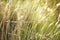 European marram grass