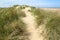 European marram grass