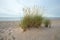 European marram grass, Ammophila arenaria growing in sand on a beach