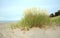 European marram grass, Ammophila arenaria growing in sand on a beach