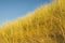 European marram grass with blue sky