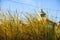 European marram grass with old lighthouse