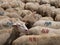 European, Mediterranean sheep, flock, one looking at the camera. Meat and milk production, rural agriculture. Italy.